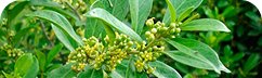 Gymnema Sylvestre – rostlinný extrakt